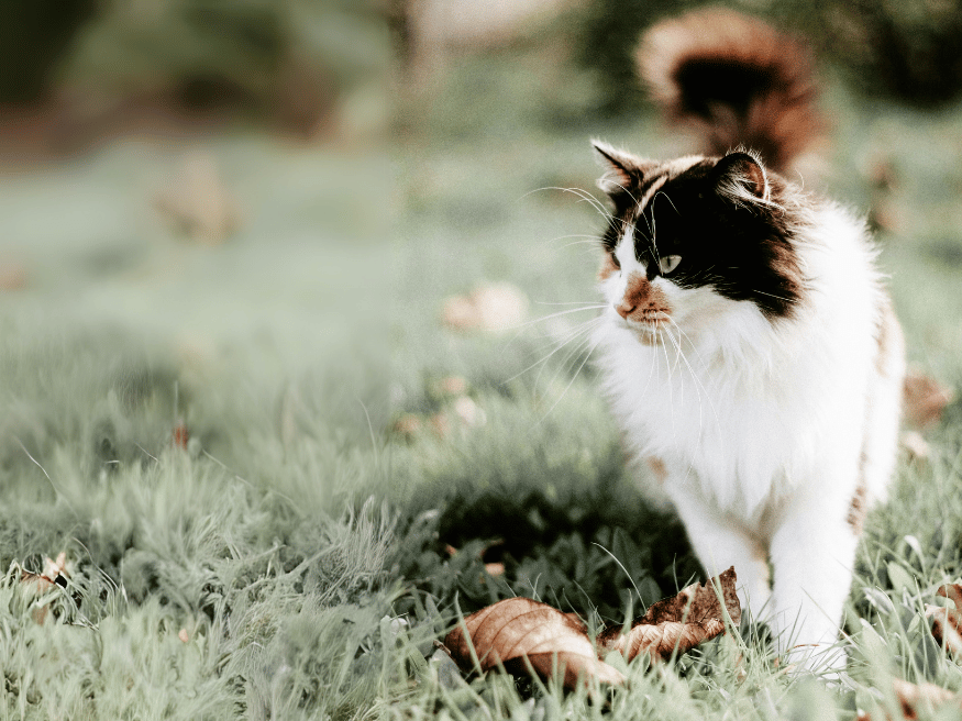 Cat Escaped? Bringing Them Home with AirTag or SmartTag