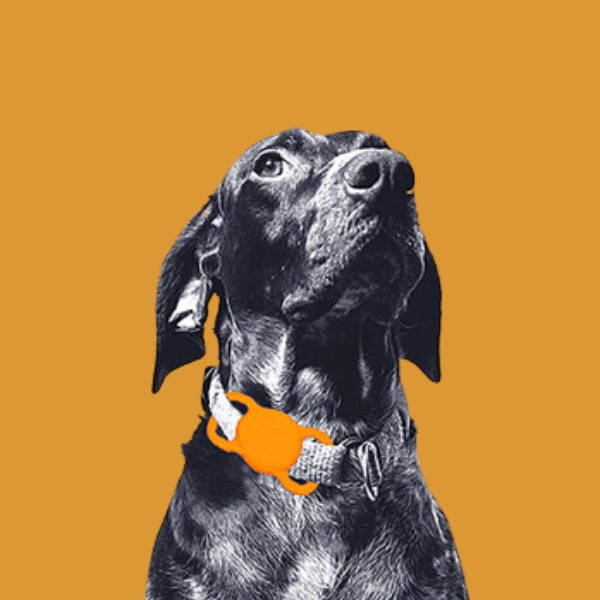 Silicone AirTag Dog Collar Case  Holder
